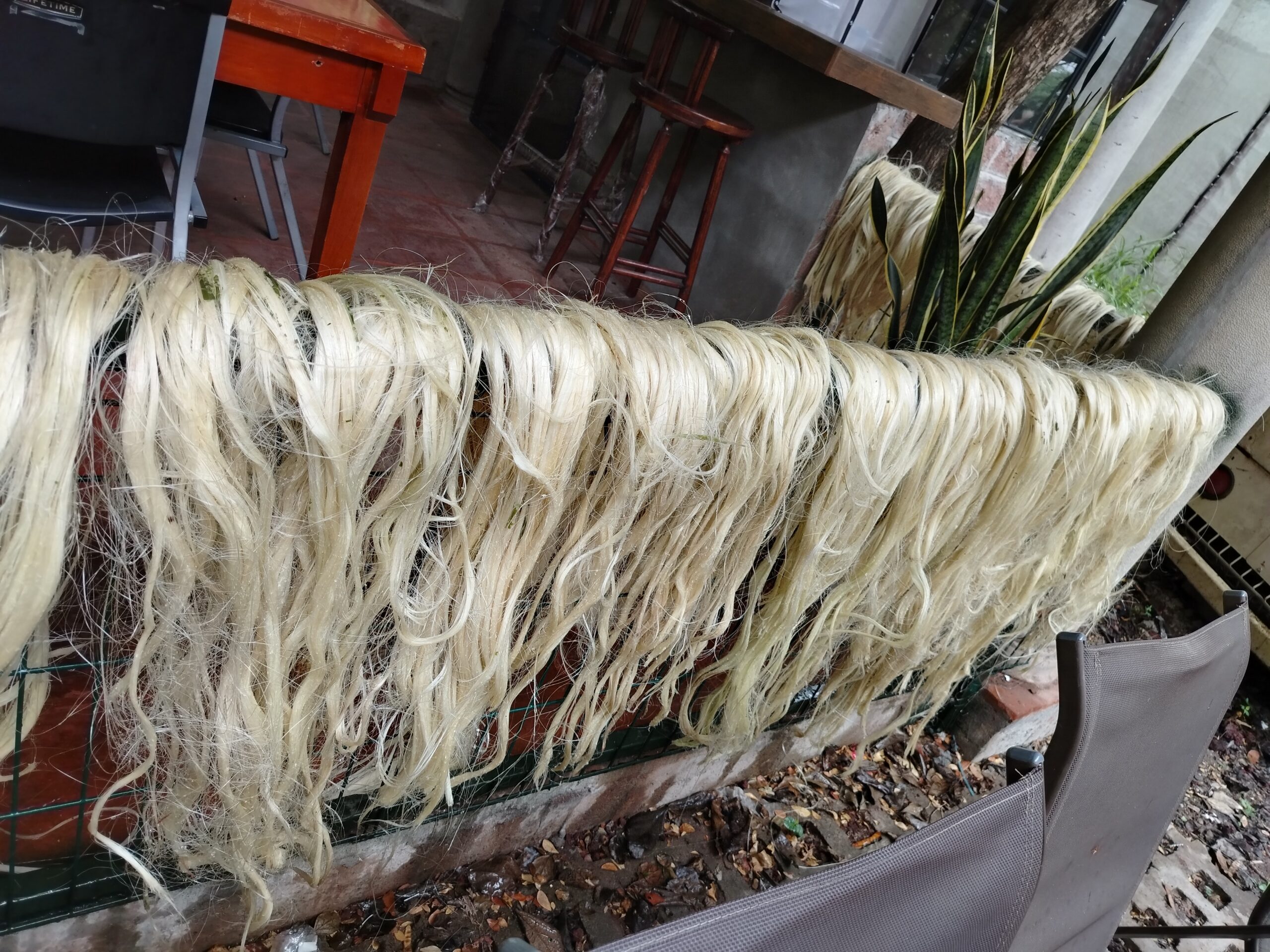 IMG_20250508_091342 sisal